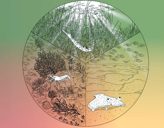 Publication de notre nouveau mini-guide sur les petits fonds côtiers de Méditerranée