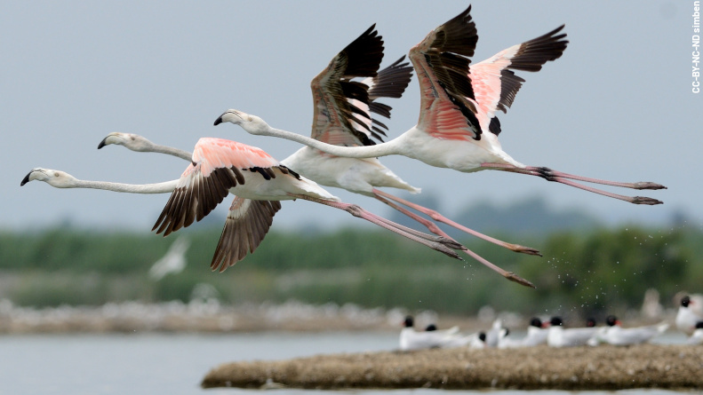 Condamnation de la société de production «  radar films » pour destruction d’espèce protégée lors du tournage du film « donne moi des ailes »