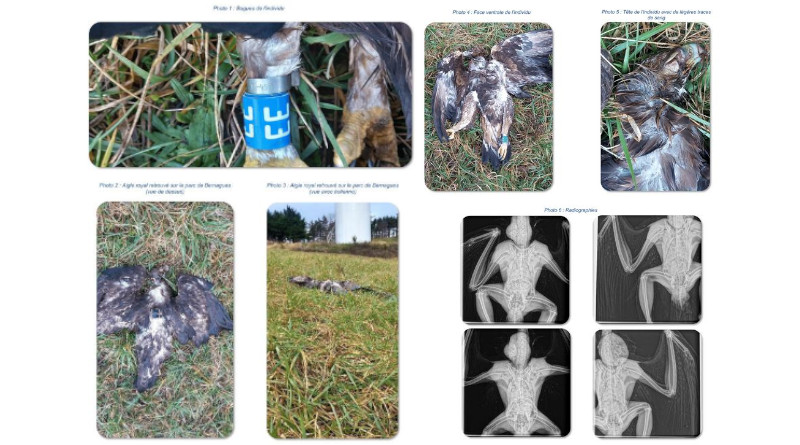 Nouvelle condamnation pénale d’un exploitant d’éoliennes pour destruction d’espèces protégées