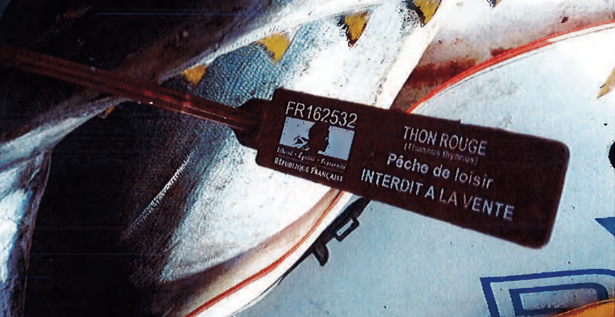 12 pêcheurs de loisirs de Thon rouge condamnés par le tribunal judiciaire de Narbonne