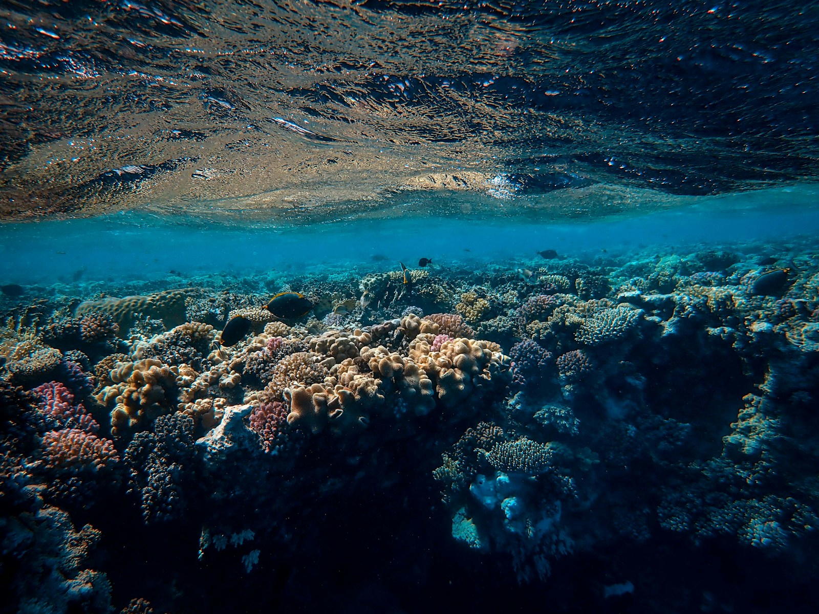 corals and body of water